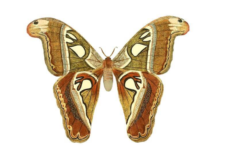 Option trade butterfly